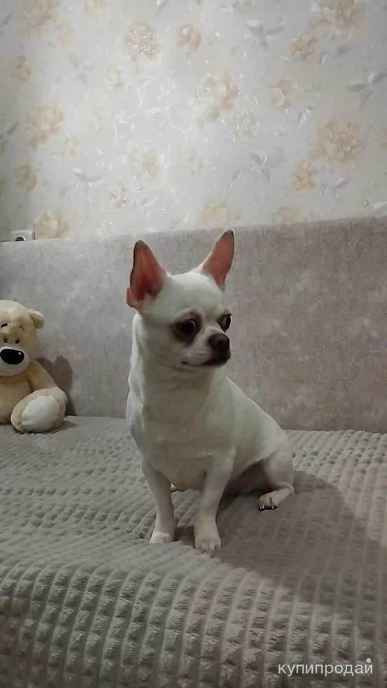 Фото Чихуахуа