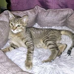 Фото №8 Маленькая королева Кетти в добрые руки