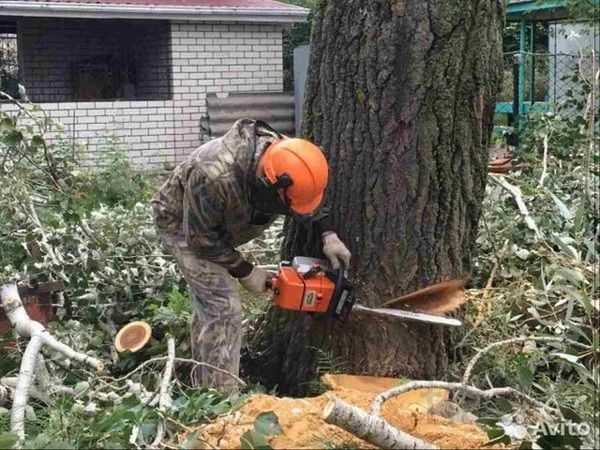 Фото Спиливание деревьев