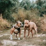 Фото №15 Kindergarten_for_dogs 