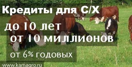 Фото Племенной скот породы Герефорд