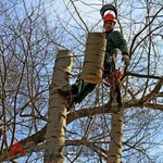 Косим траву пилим деревья копаем траншеи ломаем строения