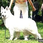 Фото №2 Белые снежки