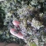 Фото №3 Пятнистая мертвая крапива красная. Цена за 100 грамм.