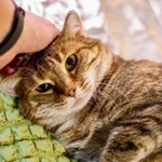 Фото №2 Кругленькая очаровашка кошка Шерочка в дар