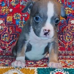 Фото №7 Щенки американского булли