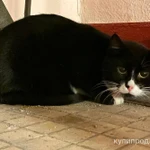 Фото №4 Подарите милому котику шанс на счастливую жизнь