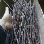 Фото №4 Веточки айвы дикорастущей. Цена за 100 грамм.