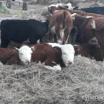 Фото №2 Продажа с/х животных