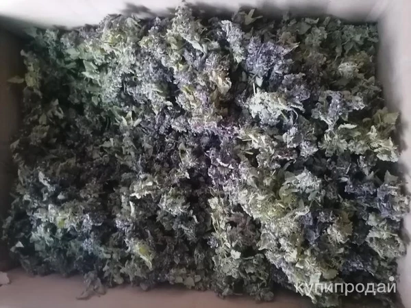 Фото Пятнистая мертвая крапива красная. Цена за 100 грамм.