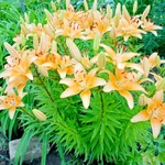 Фото №2 Дача 6 соток, СНТ Центральный, Дубовский р-н, Волгоградская обл.