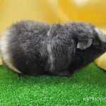 Фото №3 Морская свинка Американский тедди