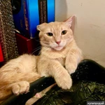 Кошечке Джулии, пострадавшей от людей нужна любовь и забота. В добрые руки