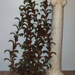 Фото №4 Декор для аквариума