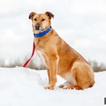 Фото №5 Дик - отличный кандидат на пристройство в семью