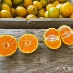 Фото №2 Мандарины из Абхазии урожай 2024