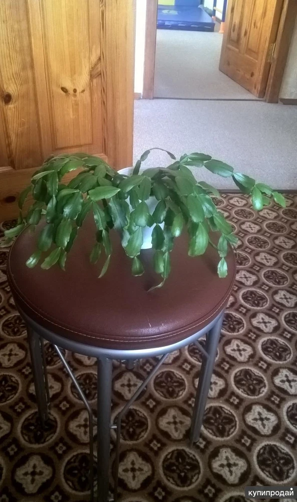 Фото Декабристы