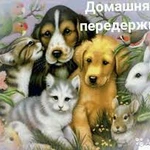 Домашняя передержка животных