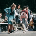 Фото №2 Хендлер