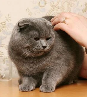 Фото Стрижка кошек на дому