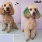 Фото №8 Стрижка собак 