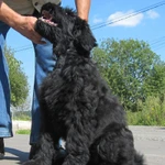 Фото №2 Чёрного русского терьера щенки