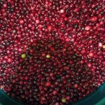 Фото №3 Клюква свежая, спелая.