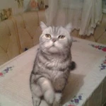 Фото №4 Квартирная передержка кошек