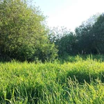 фото Участок 5.96 сотки Покровская Гатчина — 1 800 000 руб. — газ и свет по границе