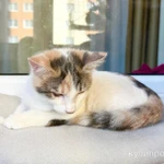 Фото №6 Котенок Веснушка - воплощение позитива и радости в дар