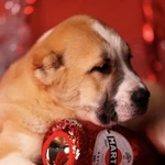 Фото №3 Шикарный щенок алабая