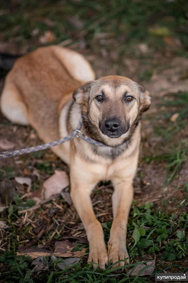 Фото Энни - молодая, дружелюбная, короткошерстная девочка ищет дом