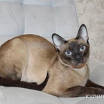 Тонкинские котята