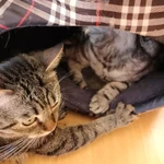 Фото №3 Отдам в добрые руки.