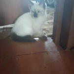 Фото №3 Котята сиамские
