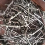 Фото №3 Веточки чёрной смородины.