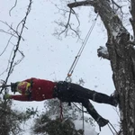 Фото №2 Спил деревьев