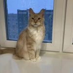 Фото №22 Грумер
