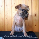 Фото №5 Элитный щенок брюссельского гриффона