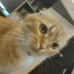 Фото №2 Отдам кошку в добрые руки