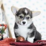 Фото №6 Щенки вельш корги пемброк