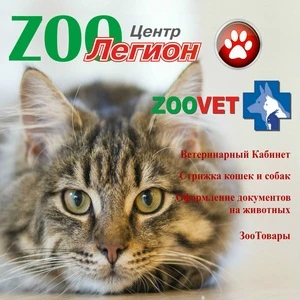 Фото Ветеринарные Услуги