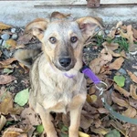 Фото №6 Очаровательная малышка метис