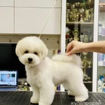 Фото №4 Щенки Бишон Фризе.