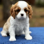 Фото №4 Шикарные породные девочки❤️