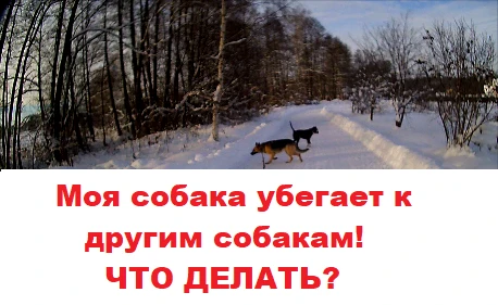 Фото Индивидуальная дрессировка собак в г. Электросталь