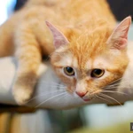 Фото №3 Кошечка Апельсинка - рыжая красавица в добрые руки