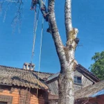Фото №6 Спил деревьев.Спилить дерево.