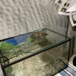 фото Красноухая черепаха