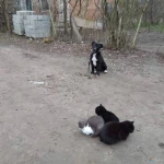 Фото №3 Дрессировка собак всех пород